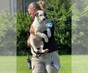 Australian Shepherd-Unknown Mix Dogs for adoption in Oklahoma City, OK, USA