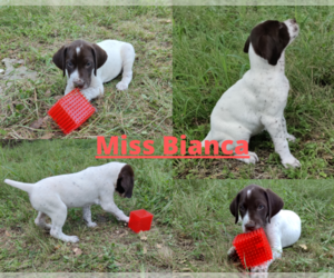 German Shorthaired Pointer Puppy for sale in BLANCO, TX, USA