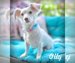 Dachshund-Unknown Mix Dogs for adoption in Chino Hills, CA, USA