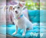 Small Dachshund Mix