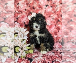 Miniature Bernedoodle Puppy for sale in OXFORD, PA, USA