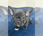 Small Photo #37 French Bulldog Puppy For Sale in PALM BEACH, FL, USA