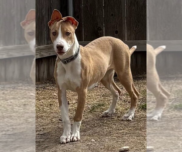 Medium Photo #6 Whippet Puppy For Sale in Great Bend, KS, USA