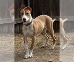 Small #5 Whippet