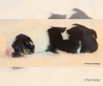 Small Photo #4 English Bulldog Puppy For Sale in WINNSBORO, TX, USA