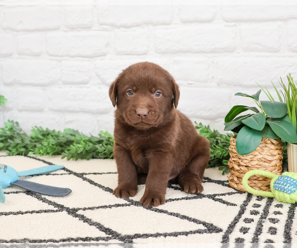 Medium Photo #3 Labrador Retriever Puppy For Sale in SYRACUSE, IN, USA