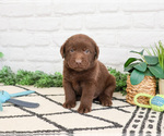 Small #2 Labrador Retriever