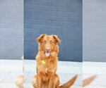 Small Photo #3 Retriever -Unknown Mix Puppy For Sale in Sandy, UT, USA