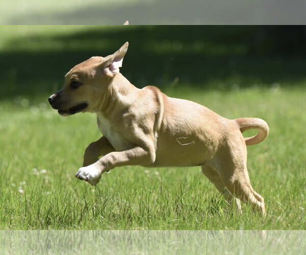 Medium Photo #5 Shepradors Puppy For Sale in Mechanicsburg, PA, USA