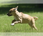 Small #4 Shepradors