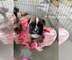 Bulldog Puppy for sale in WAMEGO, KS, USA