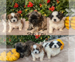 Shih Tzu Litter for sale in GOSHEN, IN, USA