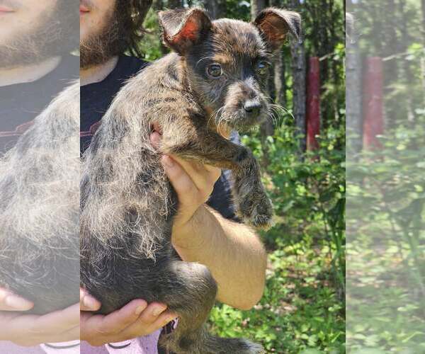 Medium Photo #2 Chihuahua-Unknown Mix Puppy For Sale in Sheboygan, WI, USA
