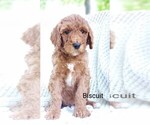 Small #1 Poodle (Standard) Mix