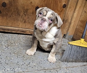 Bulldog Puppy for sale in WEST COVINA, CA, USA