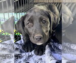 Aspen - Female Australian Shepherd-Unknown Mix Dog for Adoption - Small photo