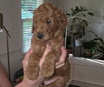 Small #8 Poodle (Standard)