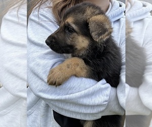 German Shepherd Dog Puppy for Sale in BELLINGHAM, Washington USA