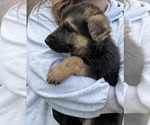 Small Photo #1 German Shepherd Dog Puppy For Sale in BELLINGHAM, WA, USA