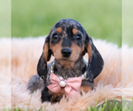 Puppy Daisy AKC Dachshund
