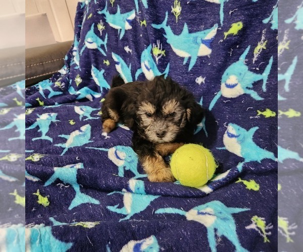 Medium Photo #2 Shorkie Tzu-Zuchon Mix Puppy For Sale in COWARD, SC, USA