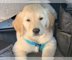 Golden Retriever Puppy for sale in MERCED, CA, USA