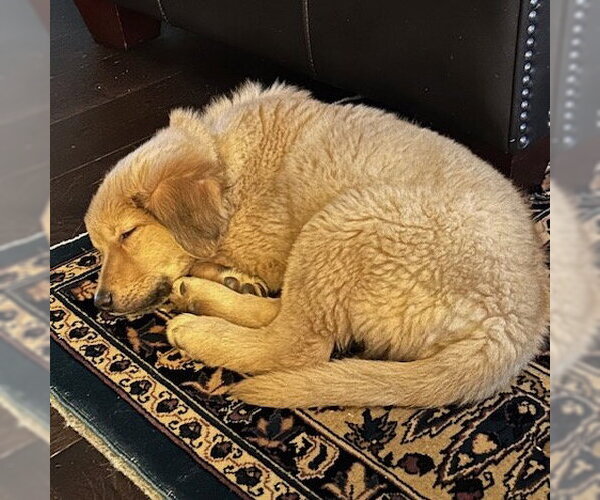 Medium Photo #9 Golden Retriever-Unknown Mix Puppy For Sale in Brooklyn Center, MN, USA