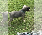 Small Photo #6 Cane Corso Puppy For Sale in AMORY, MS, USA