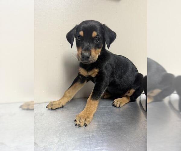 Medium Photo #1 Doberman Pinscher-Unknown Mix Puppy For Sale in Redlands, CA, USA