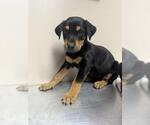 Small Doberman Pinscher Mix