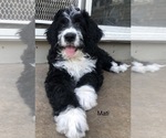 Small #29 Bernedoodle