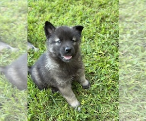 Keeshond-Siberian Husky Mix Puppy for sale in SUFFOLK, VA, USA