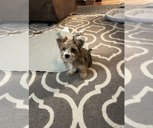 Yorkshire Terrier Puppy for sale in VIRGINIA BEACH, VA, USA