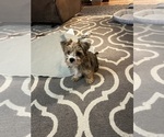 Winston - Male Yorkshire Terrier Puppy for Sale - Small photo