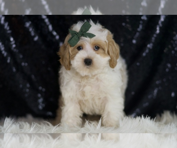 Medium Photo #4 Maltipoo Puppy For Sale in WARSAW, IN, USA