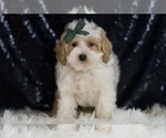 Small #3 Maltipoo
