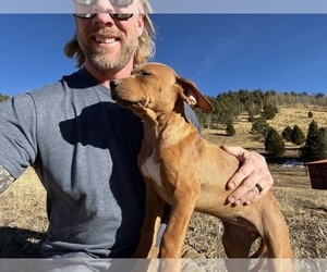 Rhodesian Ridgeback Puppy for sale in DIVIDE, CO, USA