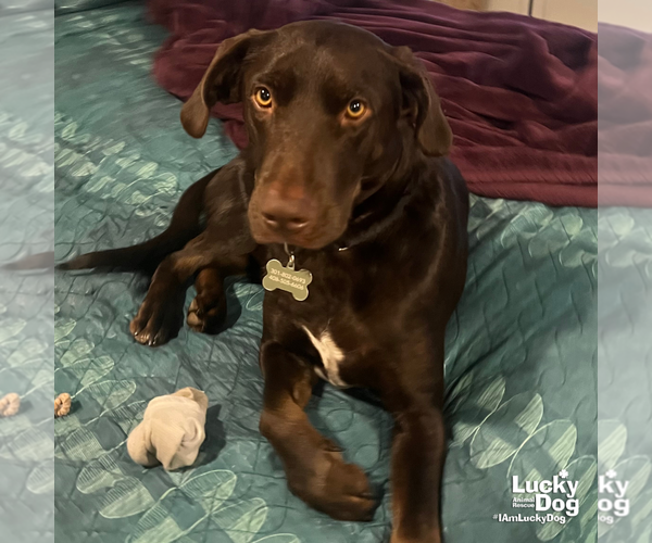 Medium Photo #3 Labrador Retriever-Retriever  Mix Puppy For Sale in Washington, DC, USA