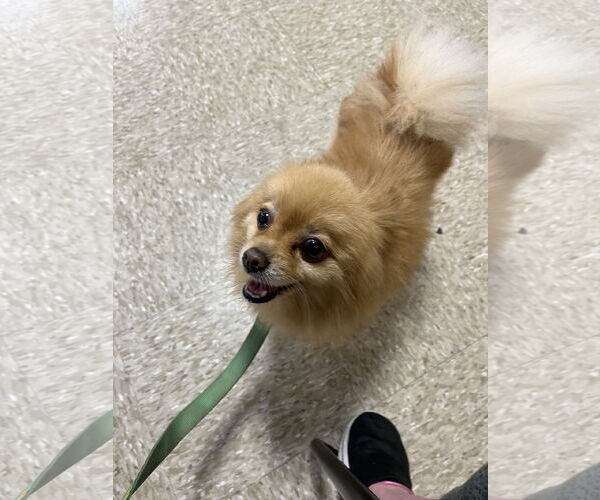 Medium Photo #2 Pomeranian Puppy For Sale in Pipe Creek, TX, USA