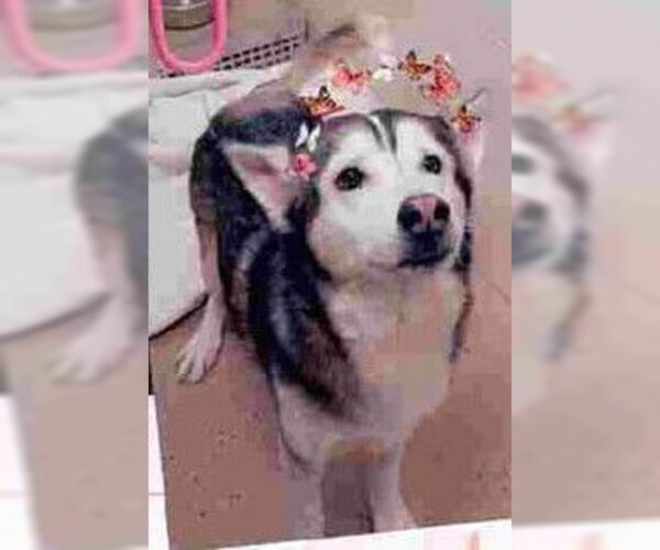 Medium Photo #1 Siberian Husky-Unknown Mix Puppy For Sale in McDonough, GA, USA