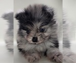 Small #8 Pomeranian