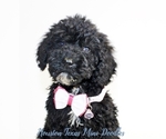 Puppy 6 Australian Labradoodle-Miniature Bernedoodle Mix