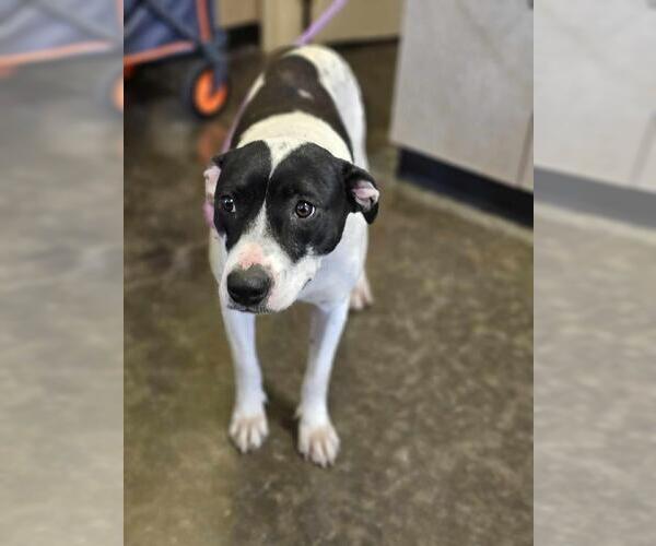 Medium Photo #4 American Pit Bull Terrier-Unknown Mix Puppy For Sale in Rockwall, TX, USA