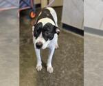 Small #3 American Pit Bull Terrier Mix