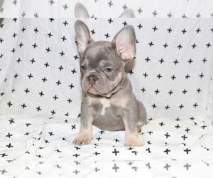 French Bulldog Puppy for sale in SEATTLE, WA, USA