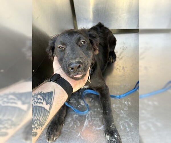 Medium Photo #2 Mutt Puppy For Sale in Oak Bluffs, MA, USA