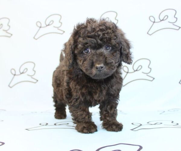 Medium Photo #14 Poodle (Miniature) Puppy For Sale in LAS VEGAS, NV, USA
