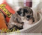 Small Photo #2 Poodle (Miniature) Puppy For Sale in MIDDLEBURG, FL, USA
