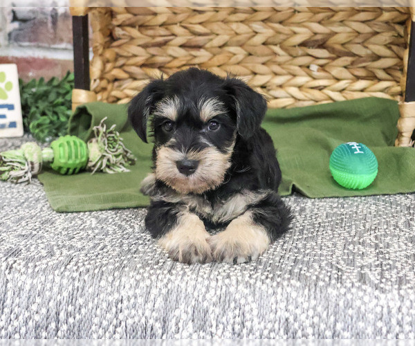 Medium Photo #1 Schnauzer (Miniature) Puppy For Sale in SYRACUSE, IN, USA