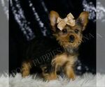 Small #2 Yorkshire Terrier
